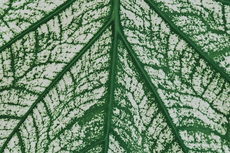 Photo gratuit arrière-plan de la feuille de calathea en gros plan