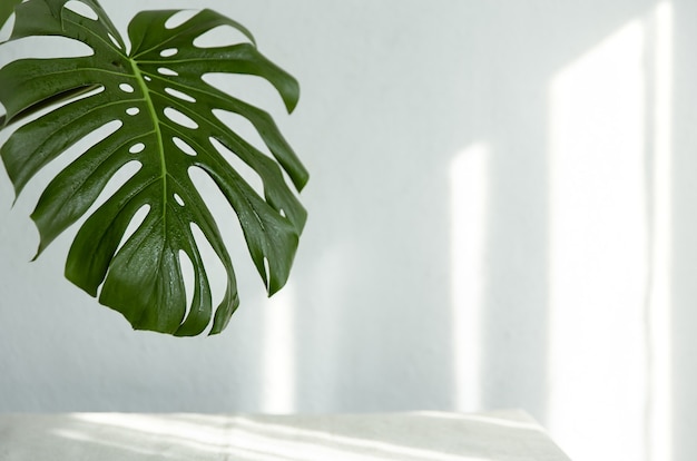 Arrière-plan avec feuille de monstera naturelle avec rayons de soleil sur l'espace de copie du mur.