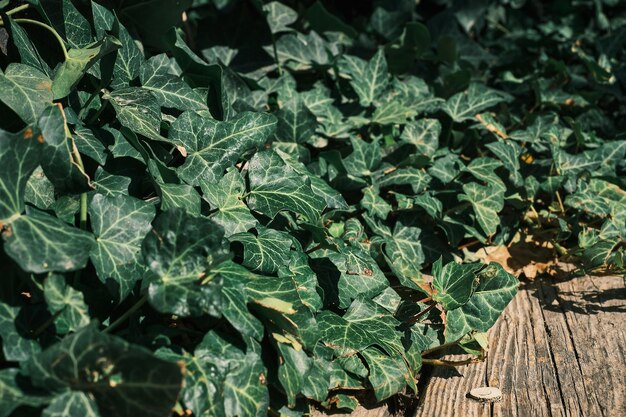 Arrière-plan de feuilles de lierre vert sur le mur au-dessus du plancher en bois Idée de gros plan pour un économiseur d'écran ou un arrière-plan