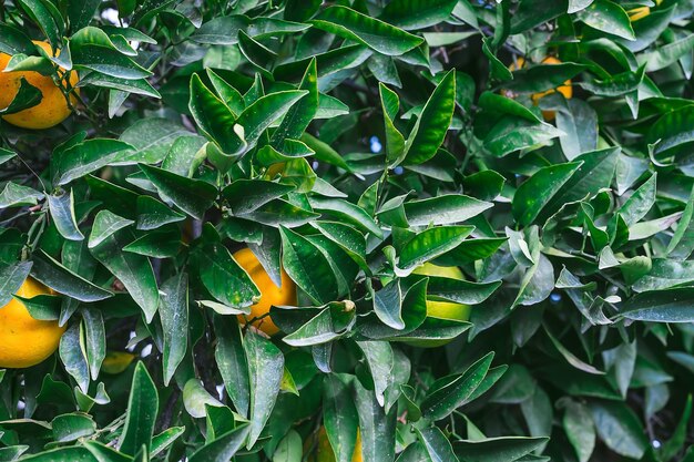 Arrière-plan de feuilles d'oranger orange produire parmi le feuillage récolte d'agrumes de saison mise au point sélective sur les feuilles idée de papier peint