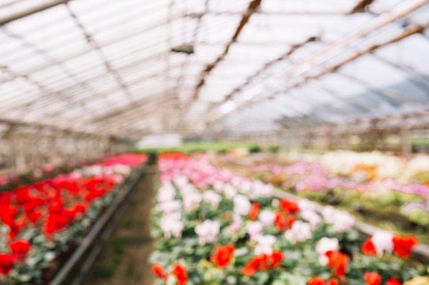 Arrière-plan flou avec des fleurs qui poussent en serre