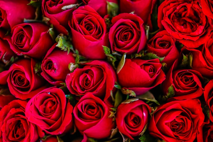 Photo gratuit arrière-plan à texture de roses rouges