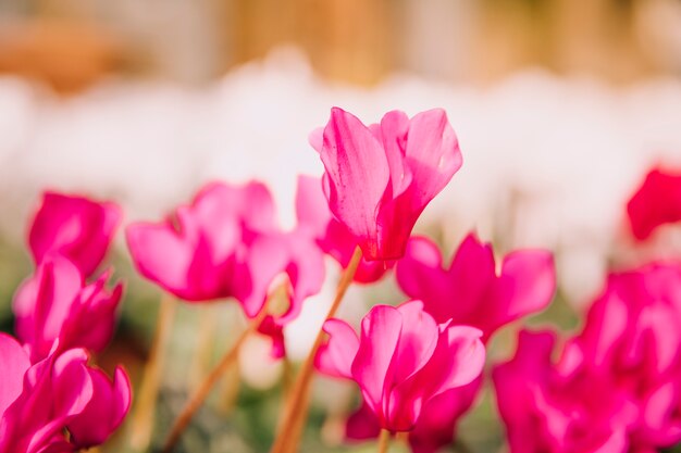 Arrière-plans floues de fleurs roses