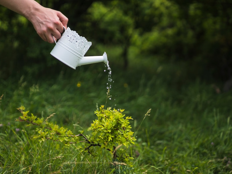 Photo gratuit arrosage à la main de la plante de l&#39;arrosoir blanc