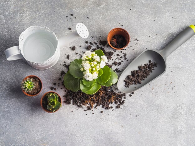 Arrosoir avec des semis et de la terre sur le plancher de granit