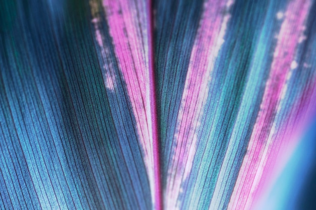 L'art de la ligne de feuillage de Ti ou de Cordyline laisse la macrophotographie