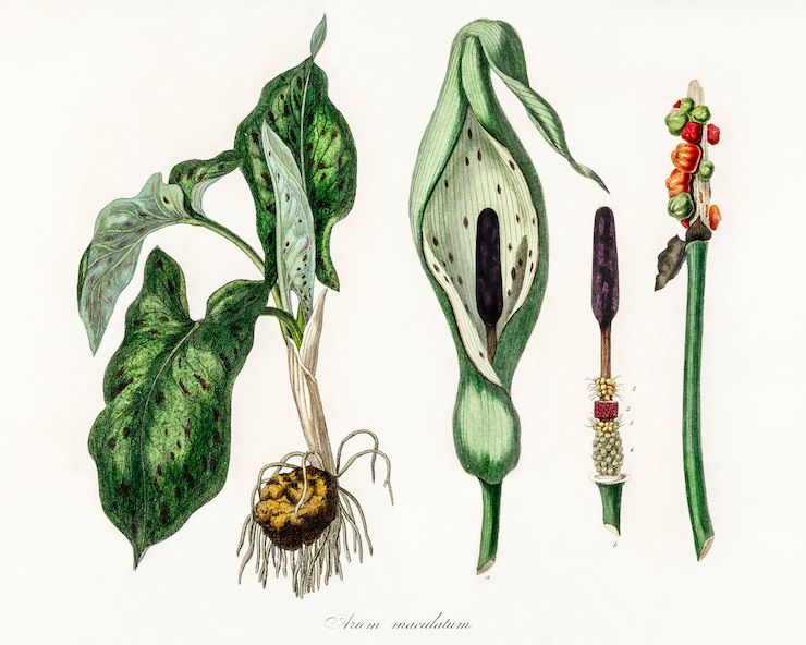 Photo gratuit arum maculatum illustration de medical botany (1836)