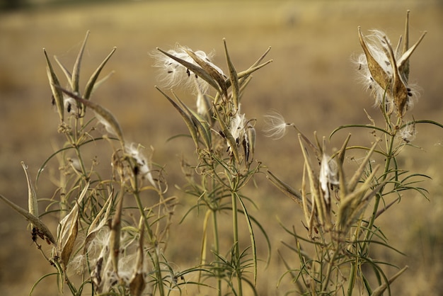 Photo gratuite asclépiade