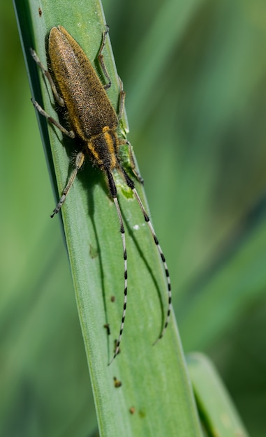 Asphodel Long Horned Beetle, Agapanthia asphodeli, reposant sur une feuille.