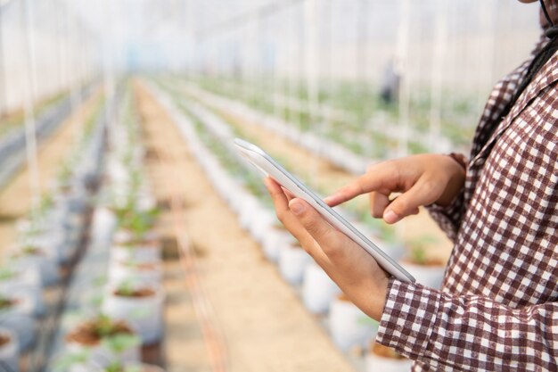 Assistante scientifique, agente d&#39;agriculture. dans le melon de recherche de ferme de serre