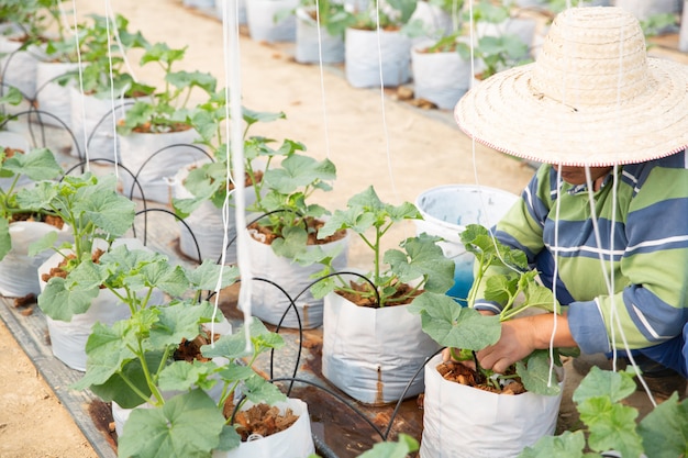 Assistante scientifique, agente d&#39;agriculture. dans le melon de recherche de ferme de serre