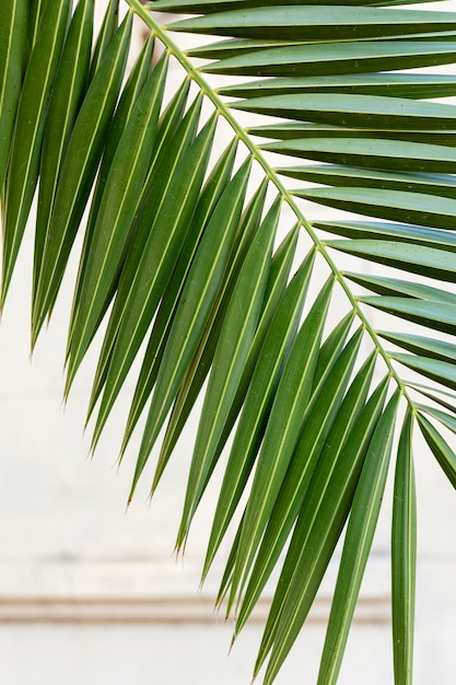 Assortiment minimaliste de plantes naturelles sur fond monochrome