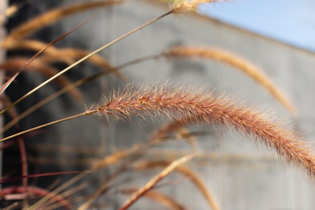 Assortiment minimaliste de plantes naturelles