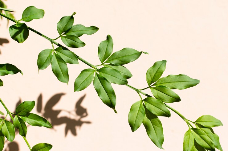 Photo gratuit assortiment minimaliste de plantes naturelles