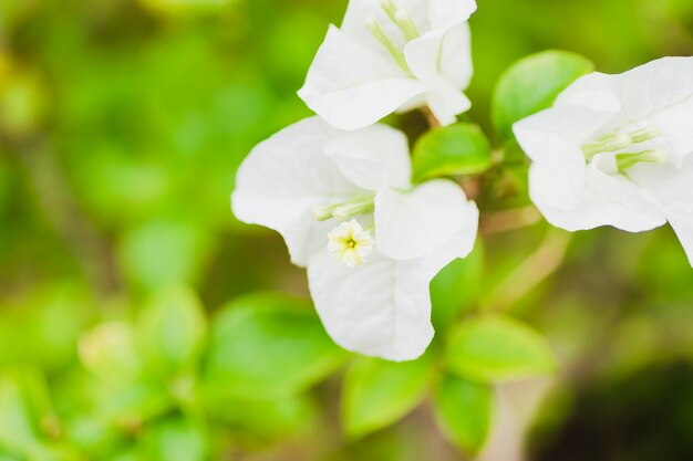 D'au-dessus des fleurs blanches