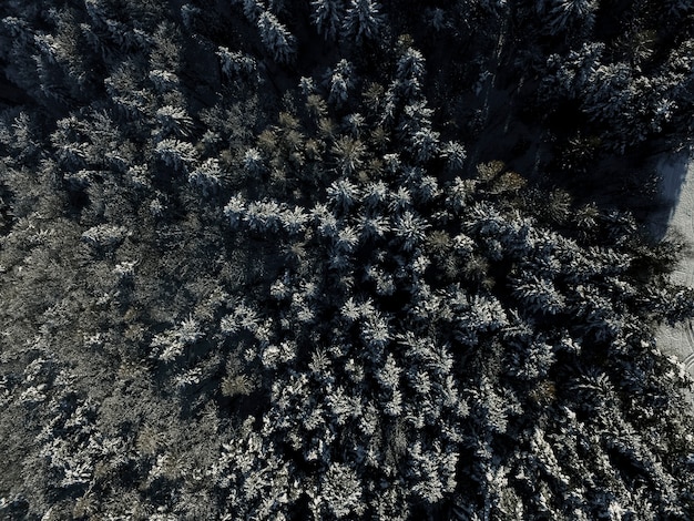 Au-dessus de la forêt de sapins en hiver