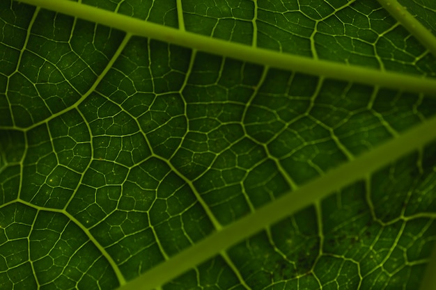 Au-dessus des veines sur la feuille