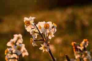 Photo gratuite aubépine monogyne, aubépine d'oneseed, crataegus monogyna,