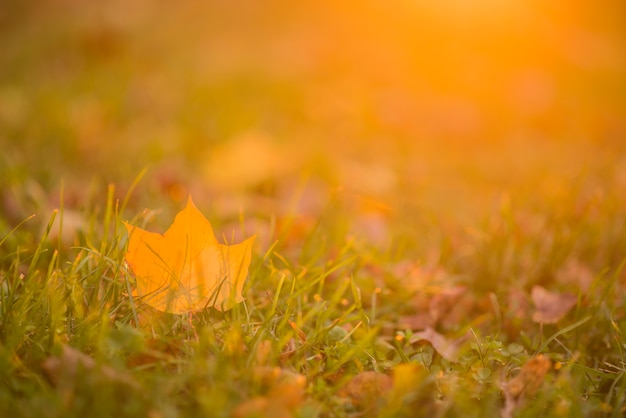 Automne, automne, fond des feuilles. Une branche d&#39;arbre avec des feuilles d&#39;automne d&#39;un érable sur un fond flou. Paysage en automne saison