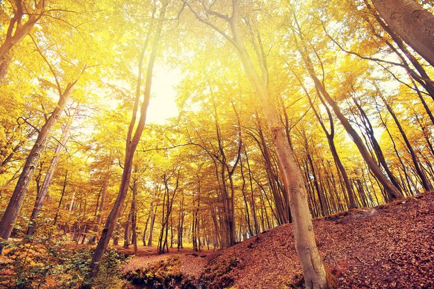 Automne dans la forêt.