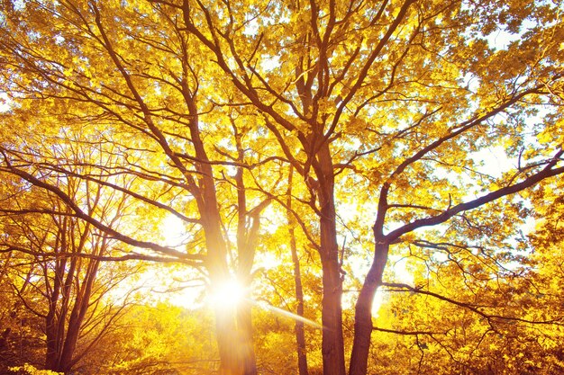 Automne dans la forêt.