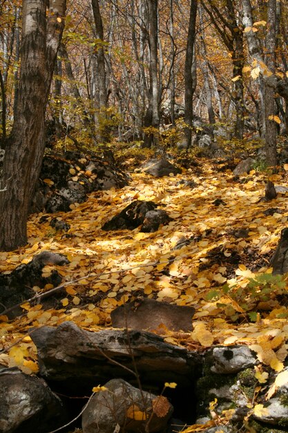 automne environnement fond forêt en plein air