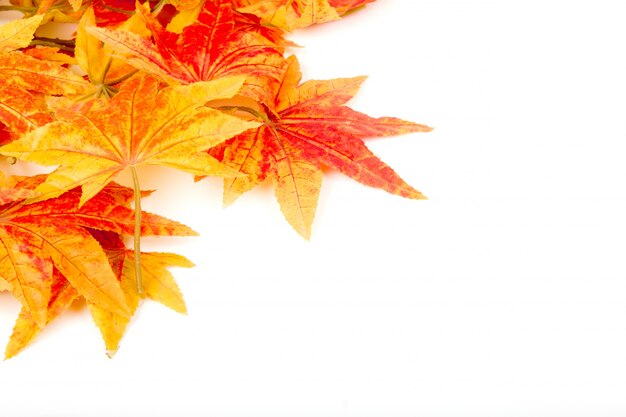 automne feuilles sèches sur un fond blanc