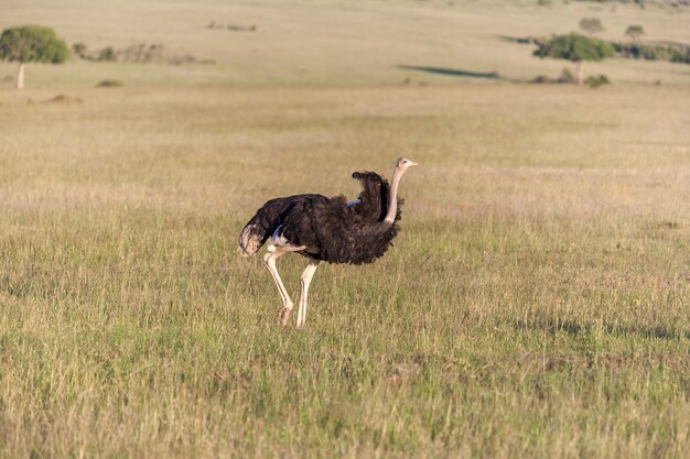 Autruche marchant sur la savane en Afrique. Safari à Amboseli, Kenya