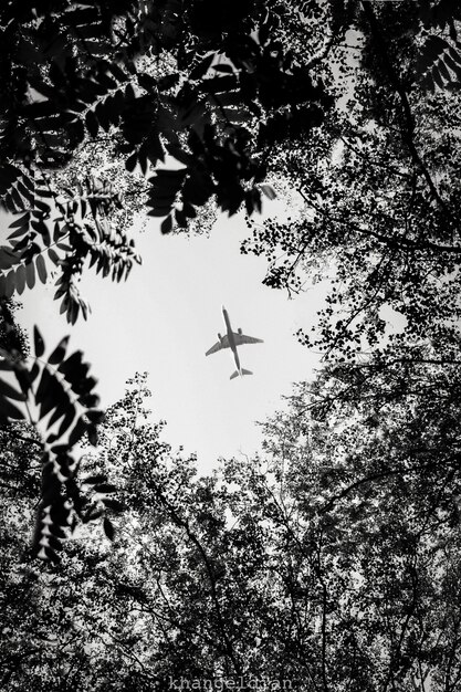 Avion survolant une forêt