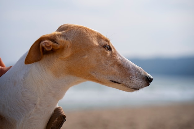 Photo gratuite avis de chien lévrier à la plage