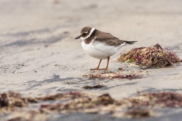 Avis de Gravelot commun reposant sur le sable de la plage avec des algues rouges