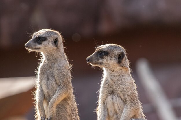 Avis de suricates debout sur le rocher