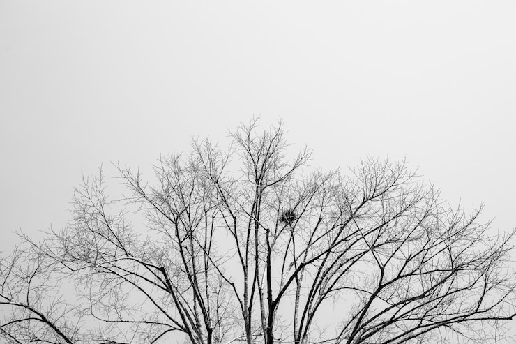 Photo gratuit b &amp; w