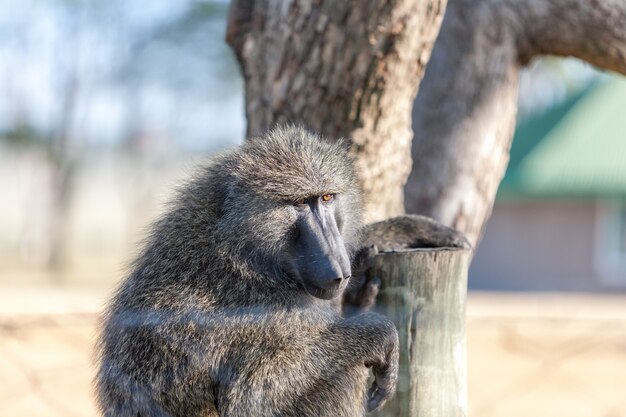 Babouin sur un arbre