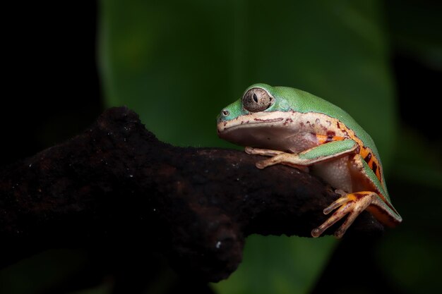 Baby Hypochondrialis Tigerlegged monkey frog Baby Tiger legged tree frog libre sur les feuilles vertes