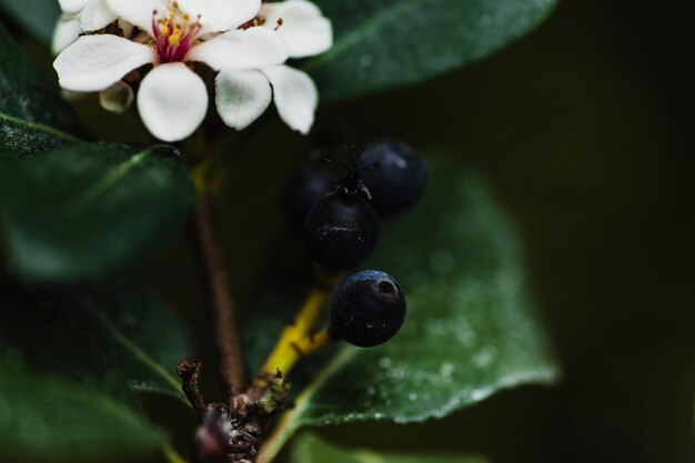 Baies sur un arbre en fleurs