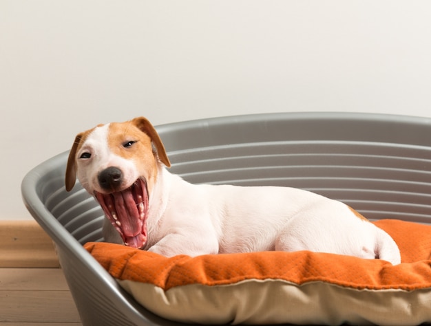 Bâillement. Jack Russell Terrier allongé sur un lit de chien