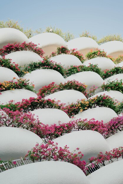balcons blancs avec des fleurs