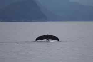 Photo gratuite baleine à bosse douve dans la mer en alaska