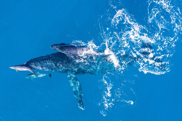 Les baleines à bosse photographiées d'en haut avec un drone aérien au large de Kapalua, Hawaii