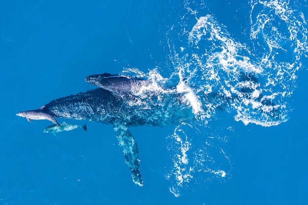 Les baleines à bosse photographiées d'en haut avec un drone aérien au large de Kapalua, Hawaii