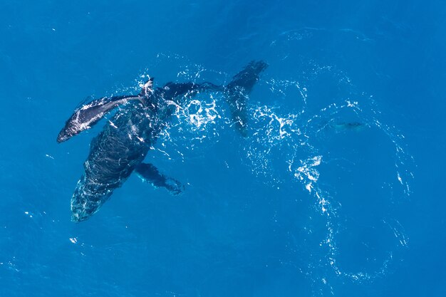 Les baleines à bosse photographiées d'en haut avec un drone aérien au large de Kapalua, Hawaii