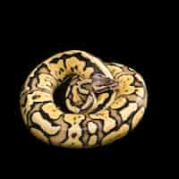 Photo gratuite ballon python femelle. morphing firefly ou mutation