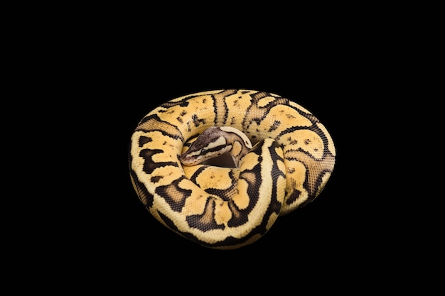 Ballon Python femelle. Morphing Firefly ou Mutation