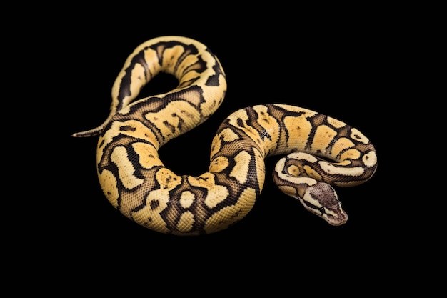 Ballon Python femelle. Morphing Firefly ou Mutation