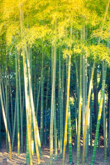 Bamboo Forest (Image filtrée traitée effet vintage.)