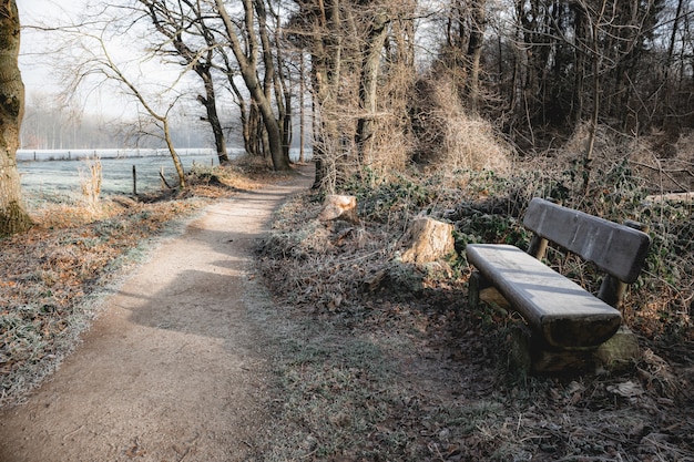 Banc en bois près d'un sentier dans une forêt