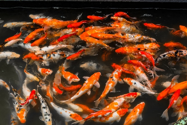 Banc de poissons rouges