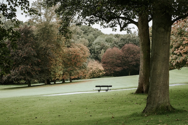 Photo gratuite banc unique dans un parc à côté d'un arbre