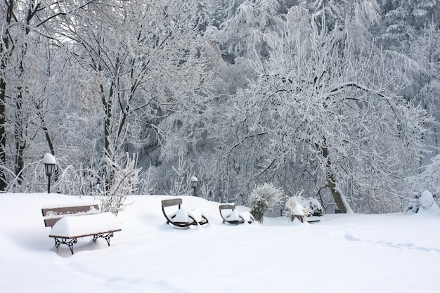 Bancs en bois recouverts de neige près des arbres sur le sol enneigé